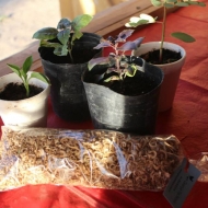 Granja_Tia_Nora_Productos
