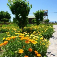Granja_Tia_Nora_Recreativa