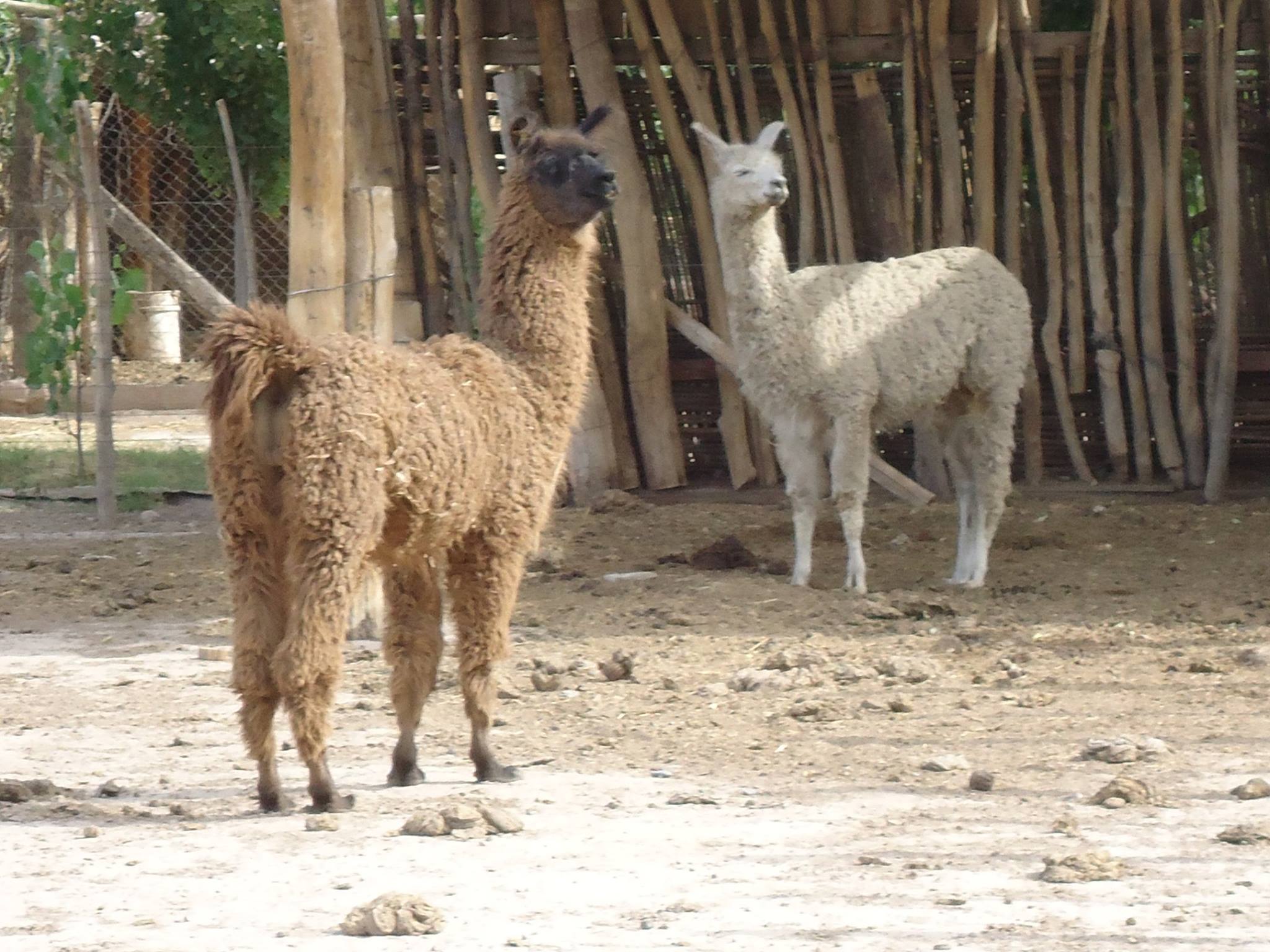 granja_tia_nora__llamas_nube_y_chocolate